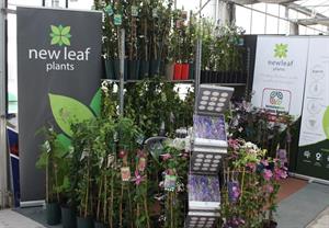 New Leaf Plants
